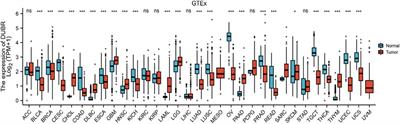 MiRNA-142-3P and FUS can be Sponged by Long Noncoding RNA DUBR to Promote Cell Proliferation in Acute Myeloid Leukemia